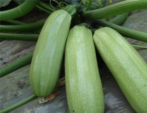 外甥吃瓜有什么好处,解锁夏日清凉新姿势